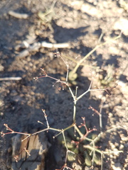 Eriogonum parishii