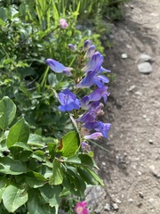 Penstemon glaber