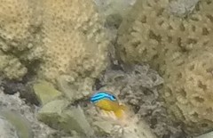 Chrysiptera unimaculata