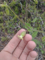 Silene campanulata
