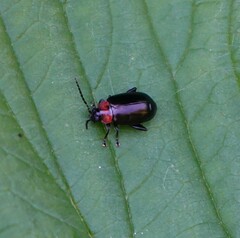 Disonycha xanthomelas