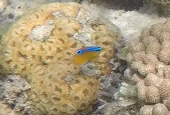 Chrysiptera unimaculata