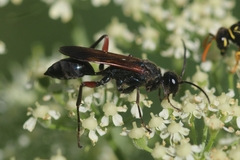 Chalybion femoratum