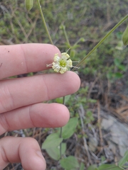 Silene campanulata