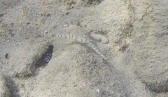 Corythoichthys flavofasciatus