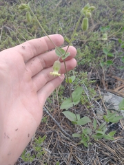 Silene campanulata