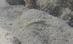 Corythoichthys flavofasciatus