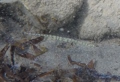 Corythoichthys flavofasciatus