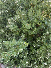 Myrtus