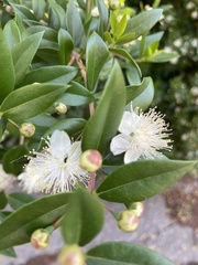 Myrtus
