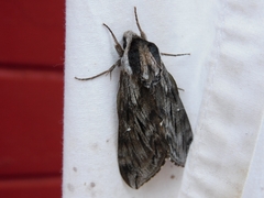 Sphinx poecila