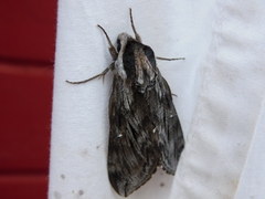 Sphinx poecila