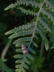 Syricoris lacunana