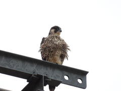 Falco peregrinus