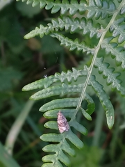 Syricoris lacunana
