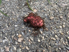Formicidae
