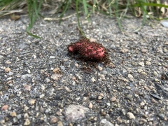 Formicidae