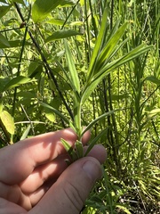 Epilobium strictum