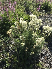 Oxytropis borealis