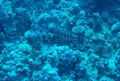 Plectropomus pessuliferus