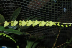 Stelis superbiens