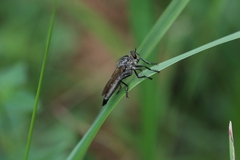 Eutolmus rufibarbis