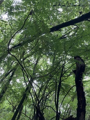 Averrhoa bilimbi