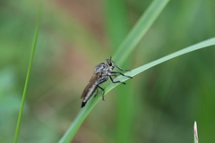 Eutolmus rufibarbis