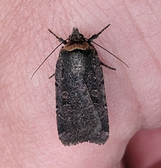 Abagrotis duanca