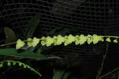 Stelis superbiens