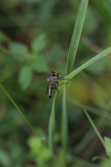 Eutolmus rufibarbis