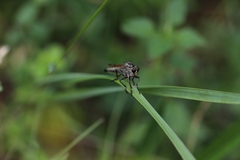 Eutolmus rufibarbis