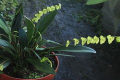 Stelis superbiens