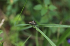 Eutolmus rufibarbis