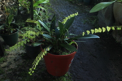 Stelis superbiens