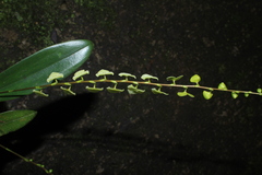 Stelis superbiens