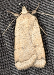 Abagrotis trigona