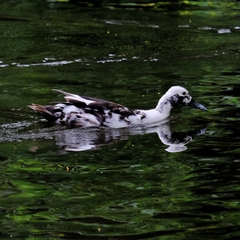 Anas platyrhynchos domesticus