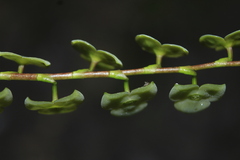 Stelis superbiens
