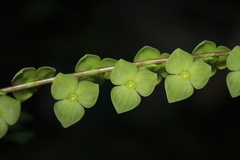 Stelis superbiens