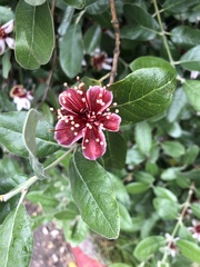 Feijoa