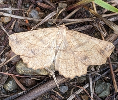 Euchlaena mollisaria