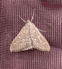 Mecyna mustelinalis
