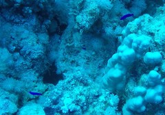 Pseudochromis fridmani