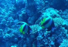 Heniochus intermedius