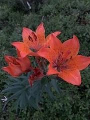 Lilium bulbiferum