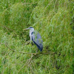 Ardea cinerea