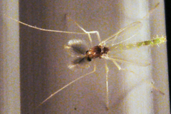 Endochironomus nigricans