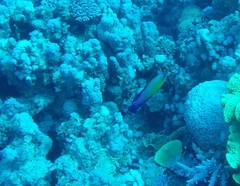 Paracheilinus octotaenia