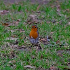 Erithacus rubecula